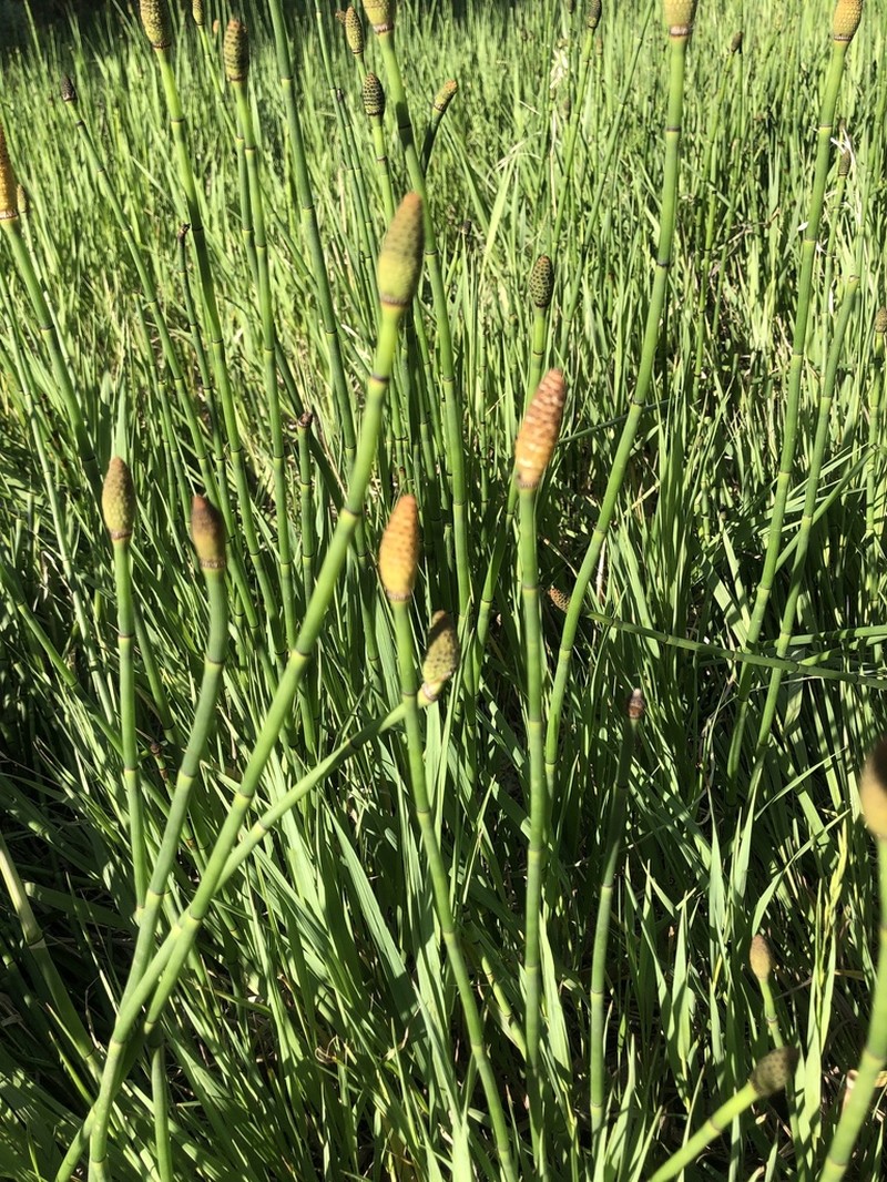 Smooth Horsetail photo 4