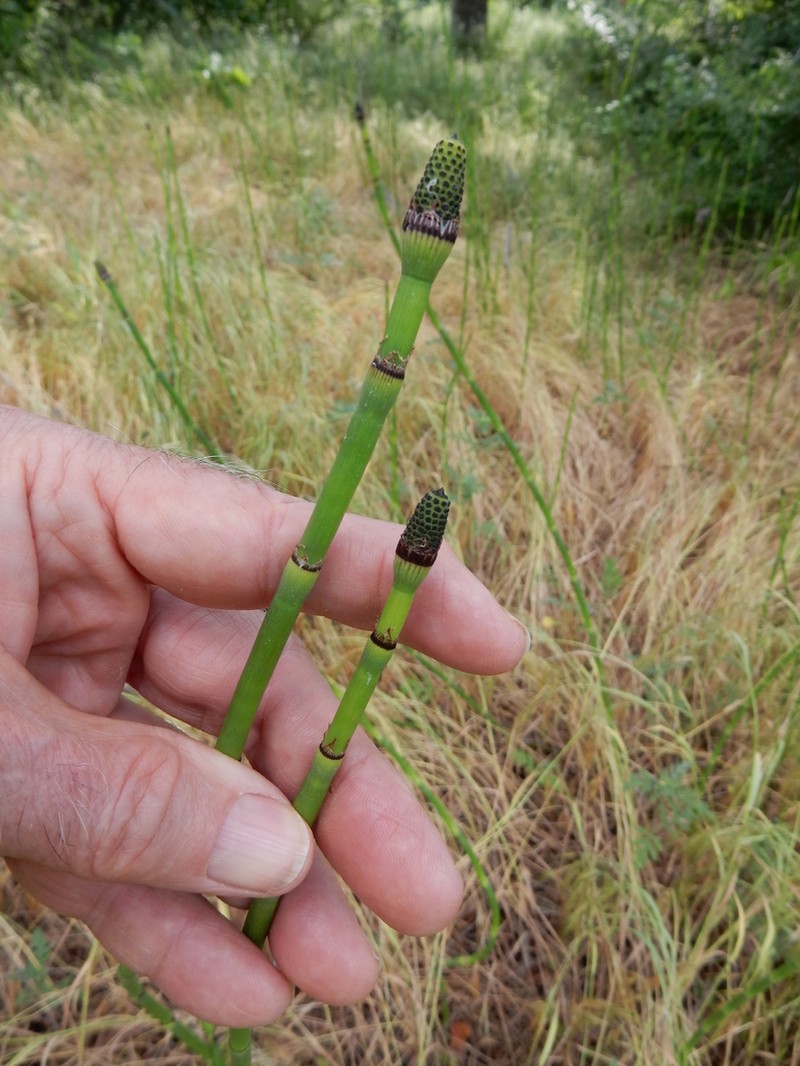 Smooth Horsetail photo 5
