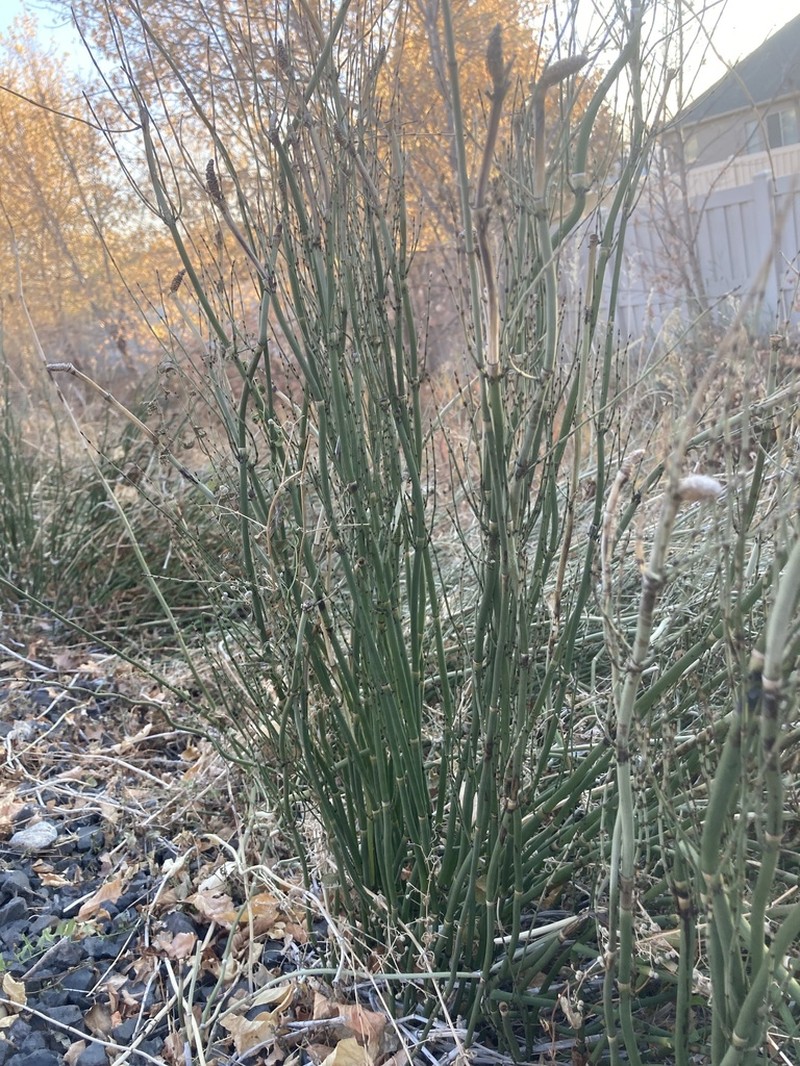 Smooth Horsetail photo 6