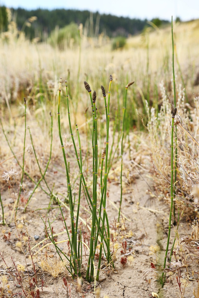 Smooth Horsetail photo 7