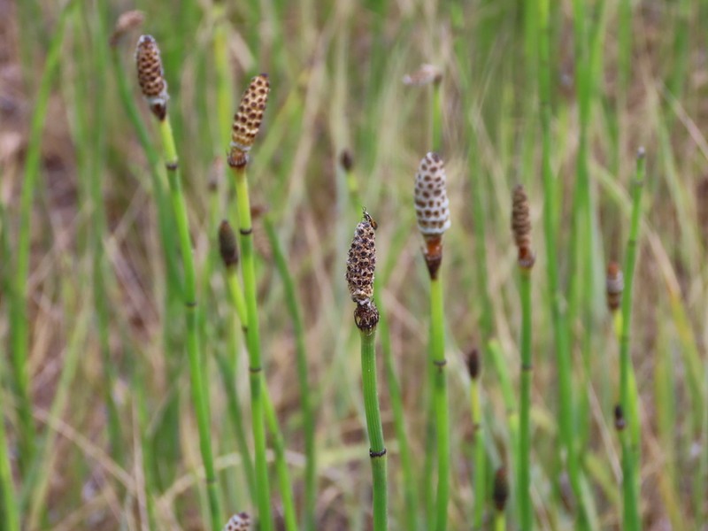 Smooth Horsetail photo 8