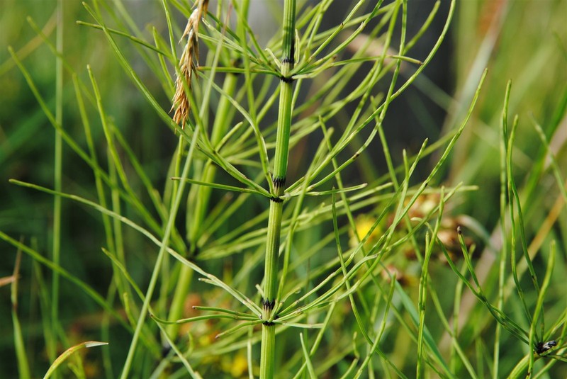 Horsetail
