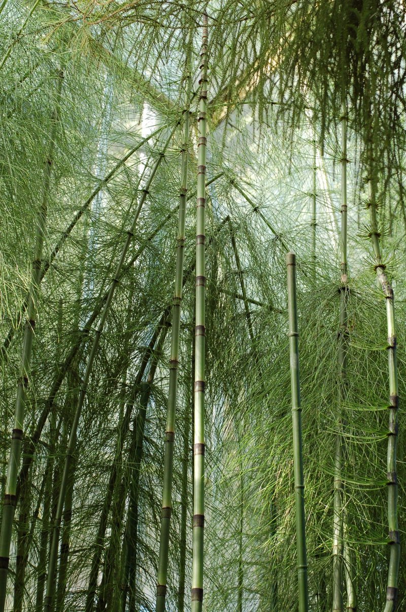 Mexican Giant Horsetail