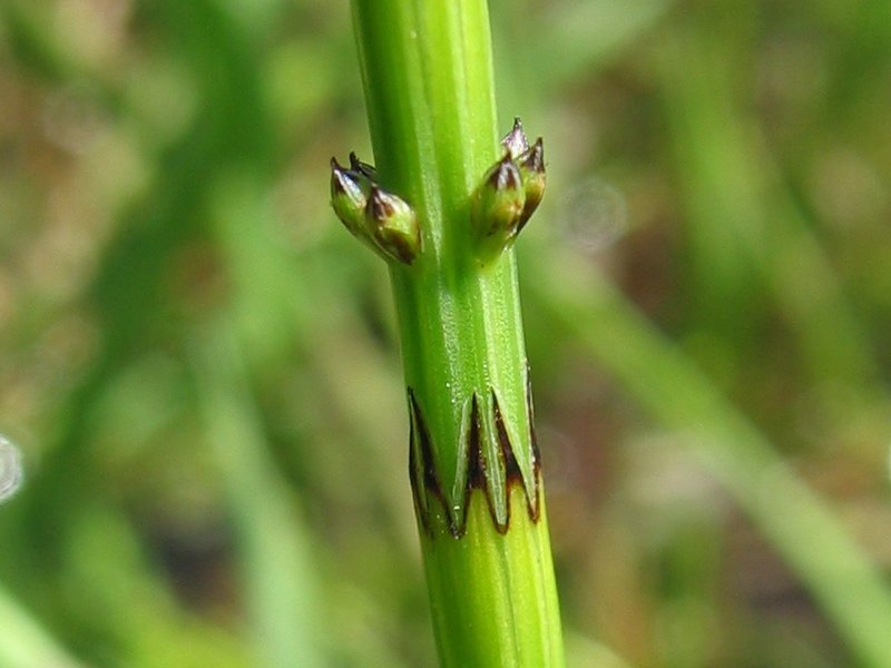 Marsh Horsetail