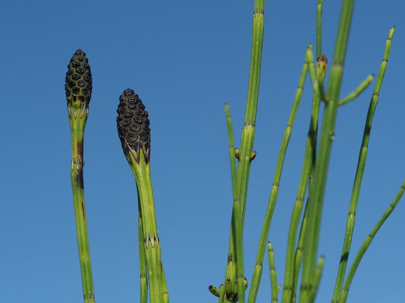 Marsh Horsetail