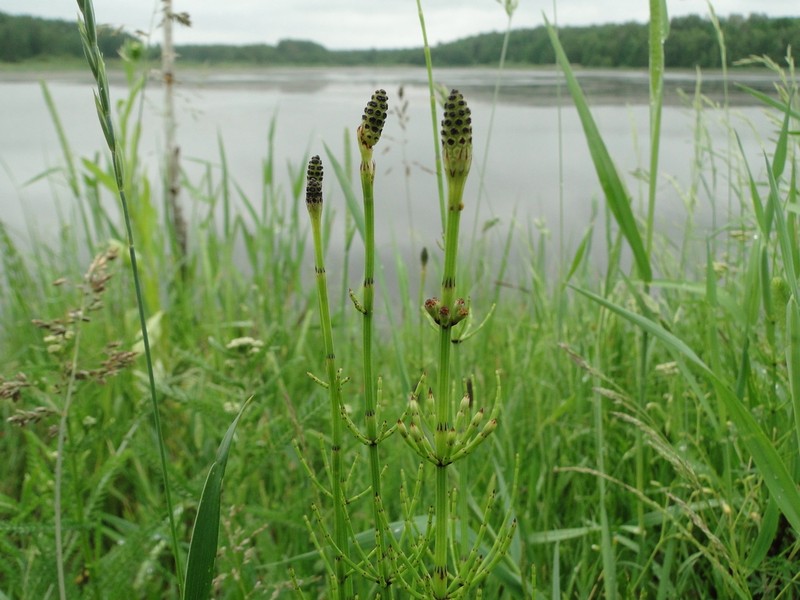 Marsh Horsetail photo 2