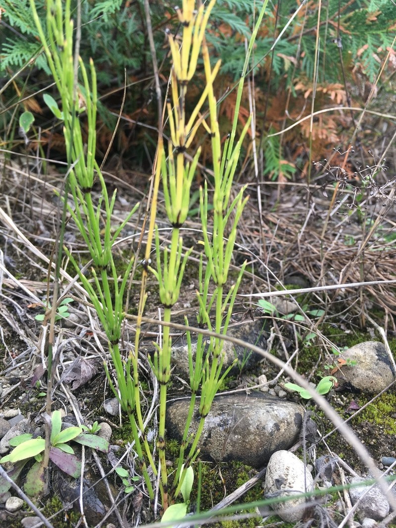 Marsh Horsetail photo 3