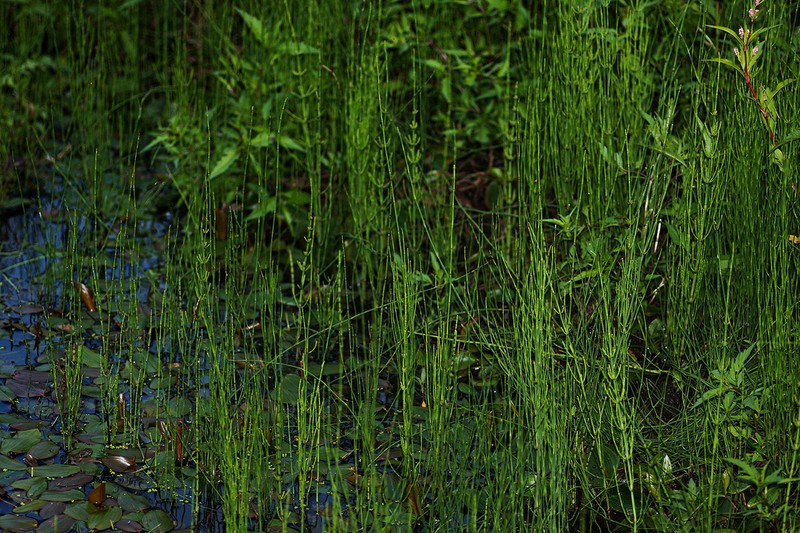 Marsh Horsetail photo 4