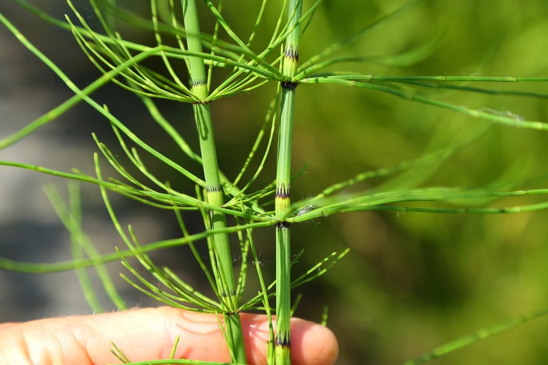Marsh Horsetail photo 5