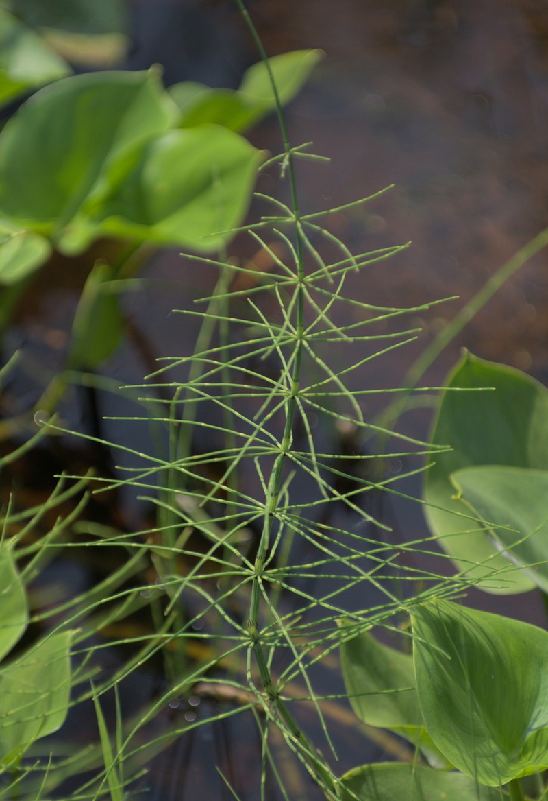 Marsh Horsetail photo 6