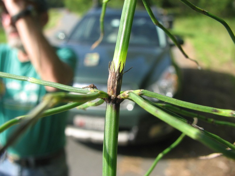 Marsh Horsetail photo 8