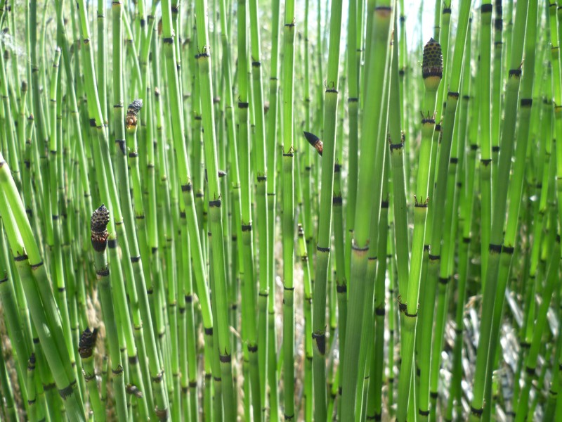 Equisetum praealtum