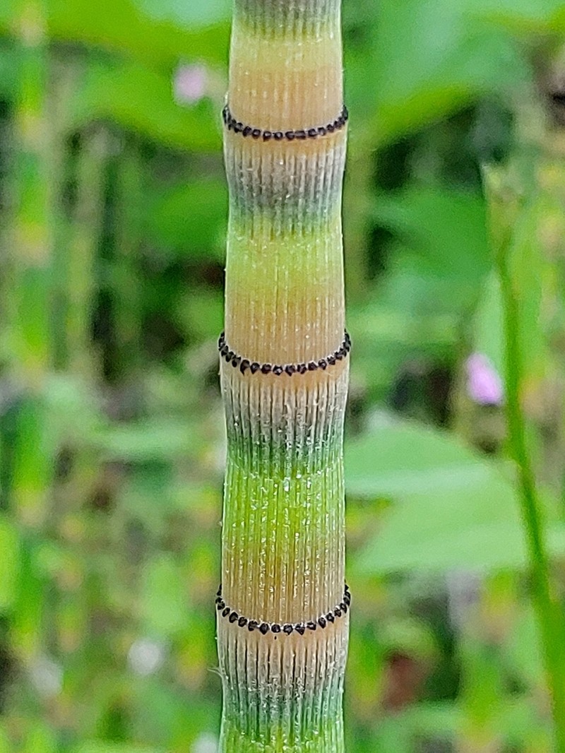 Equisetum praealtum photo 2