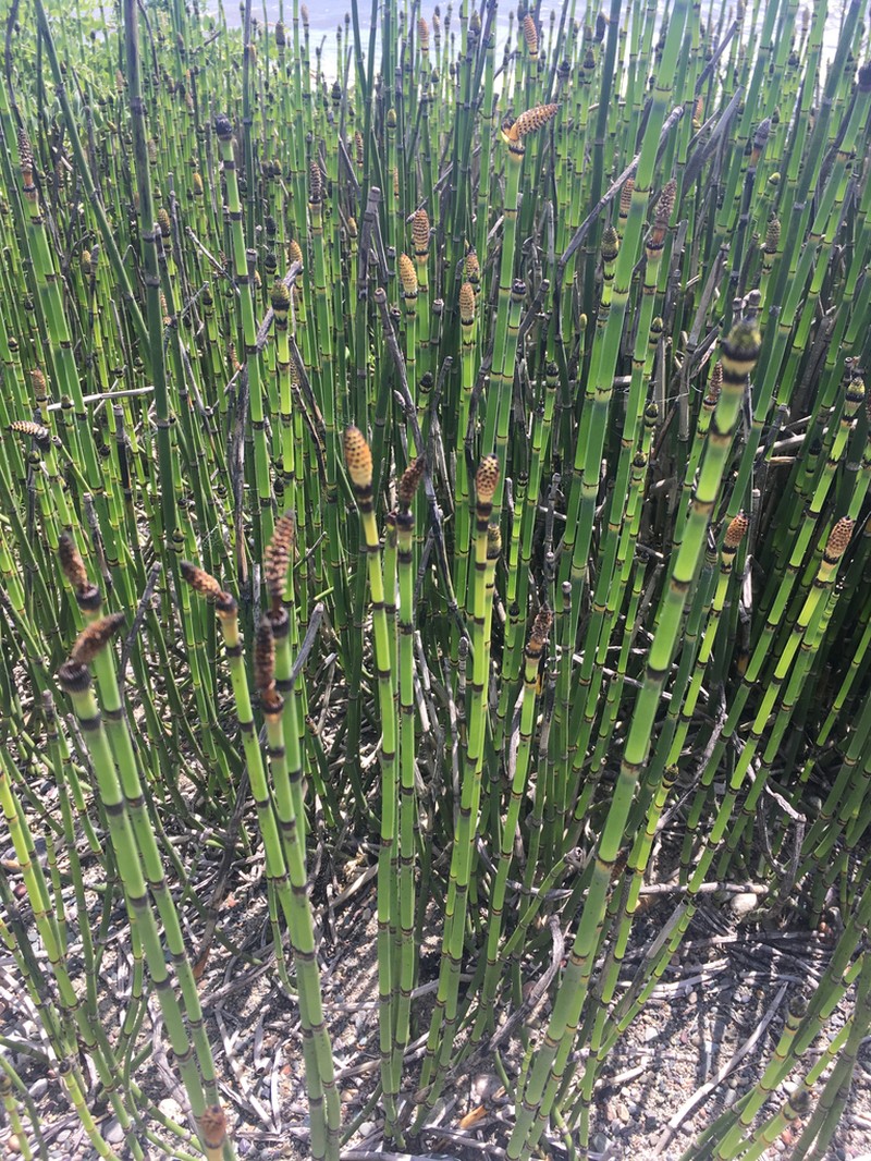 Equisetum praealtum photo 4