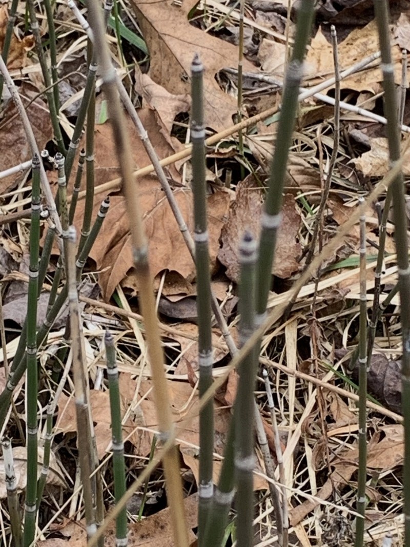 Equisetum praealtum photo 7
