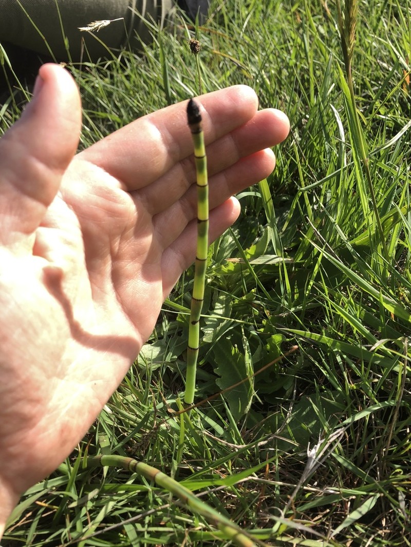Equisetum praealtum photo 8