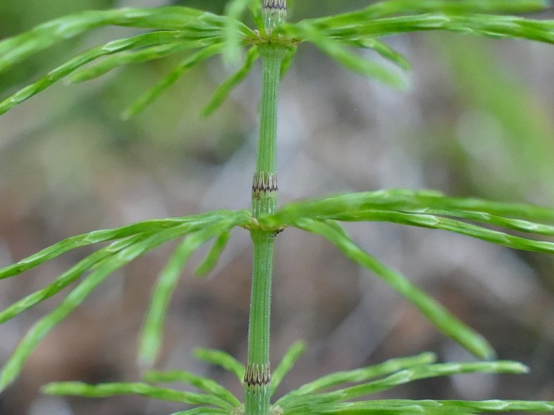Meadow Horsetail