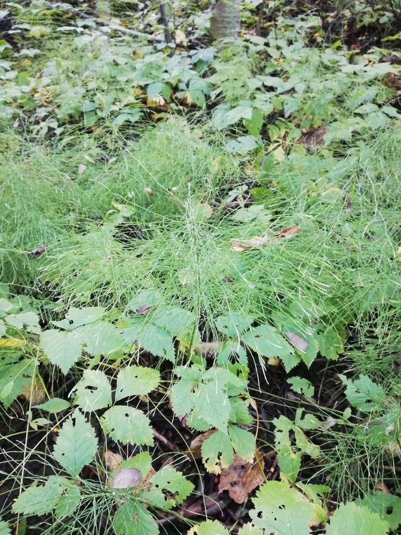 Meadow Horsetail photo 2