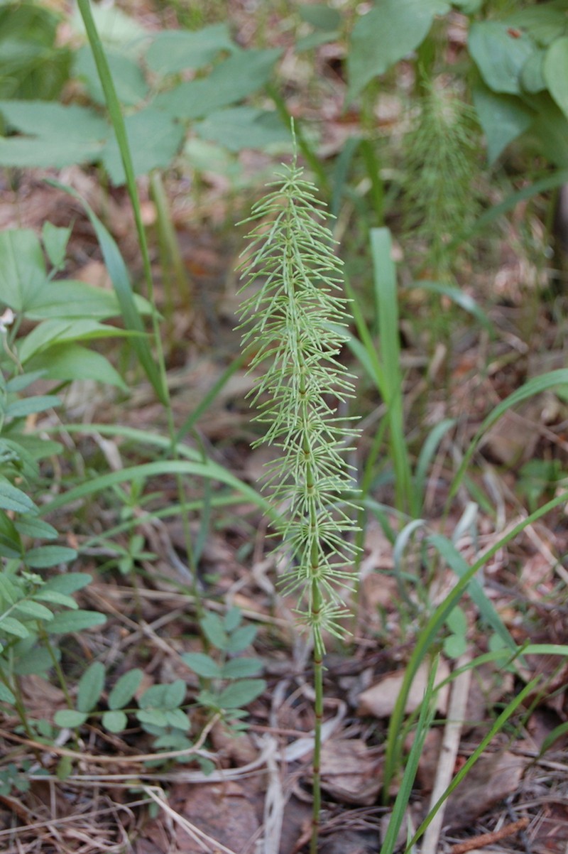 Meadow Horsetail photo 3