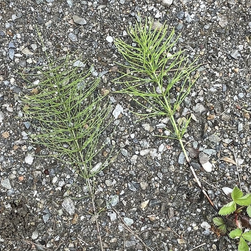Meadow Horsetail photo 4