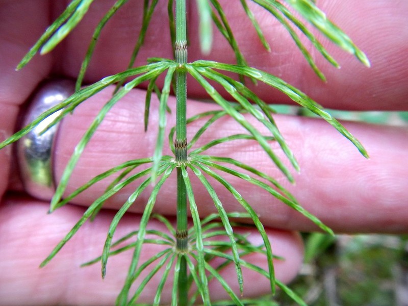 Meadow Horsetail photo 6