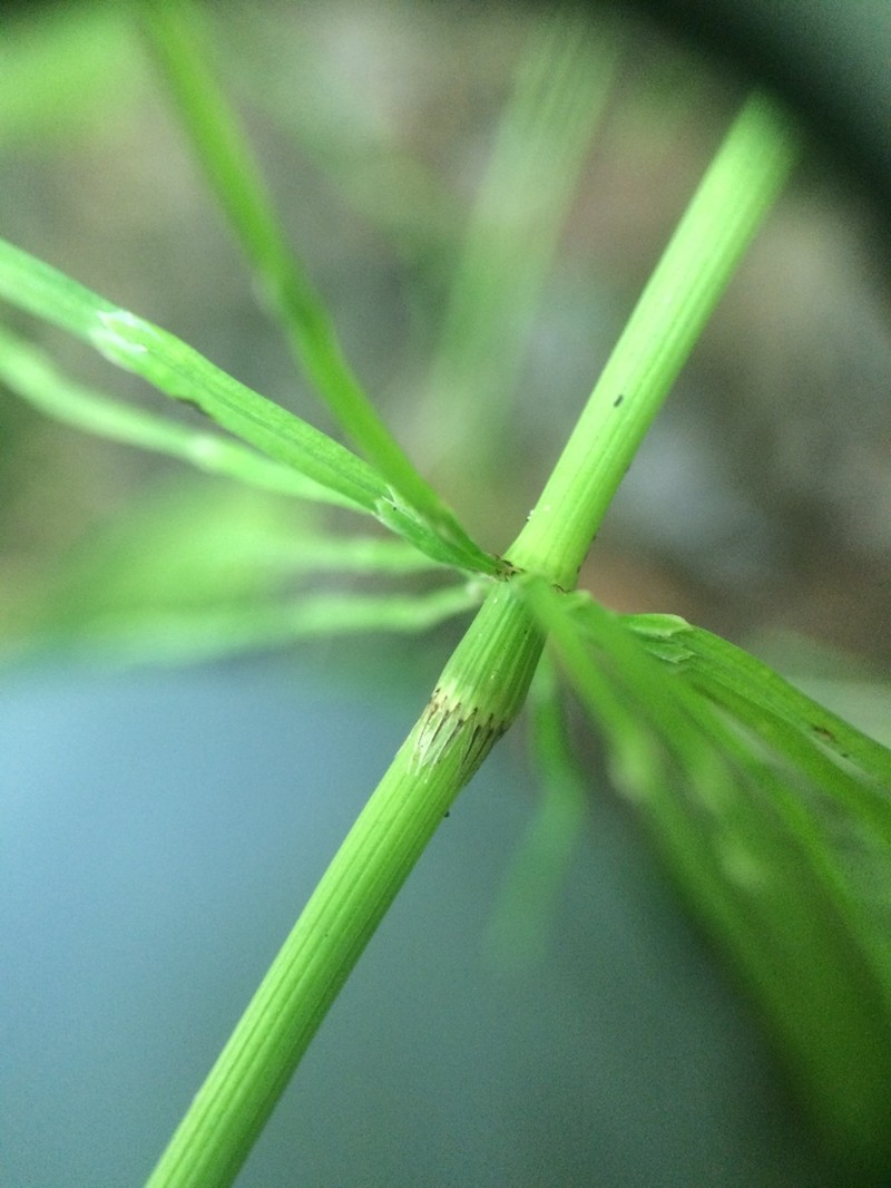 Meadow Horsetail photo 7