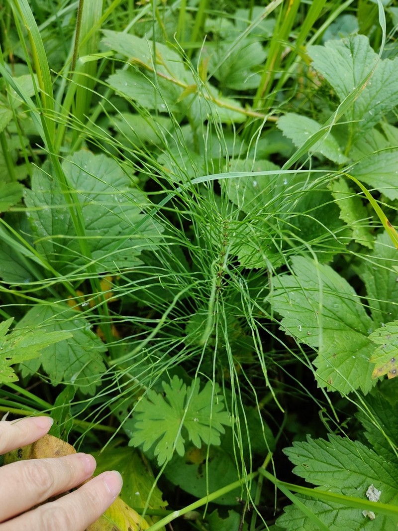 Meadow Horsetail photo 8