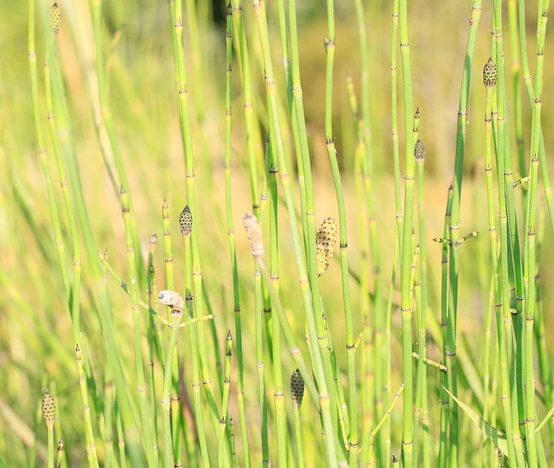 Branched Scouringrush
