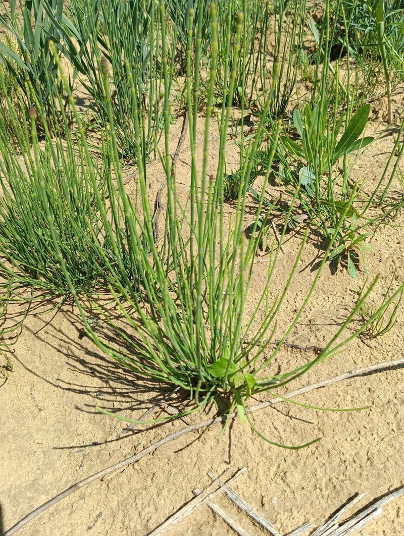 Branched Scouringrush photo 2
