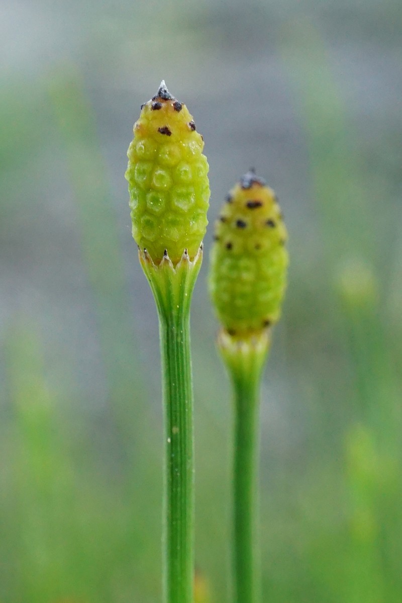 Branched Scouringrush photo 3