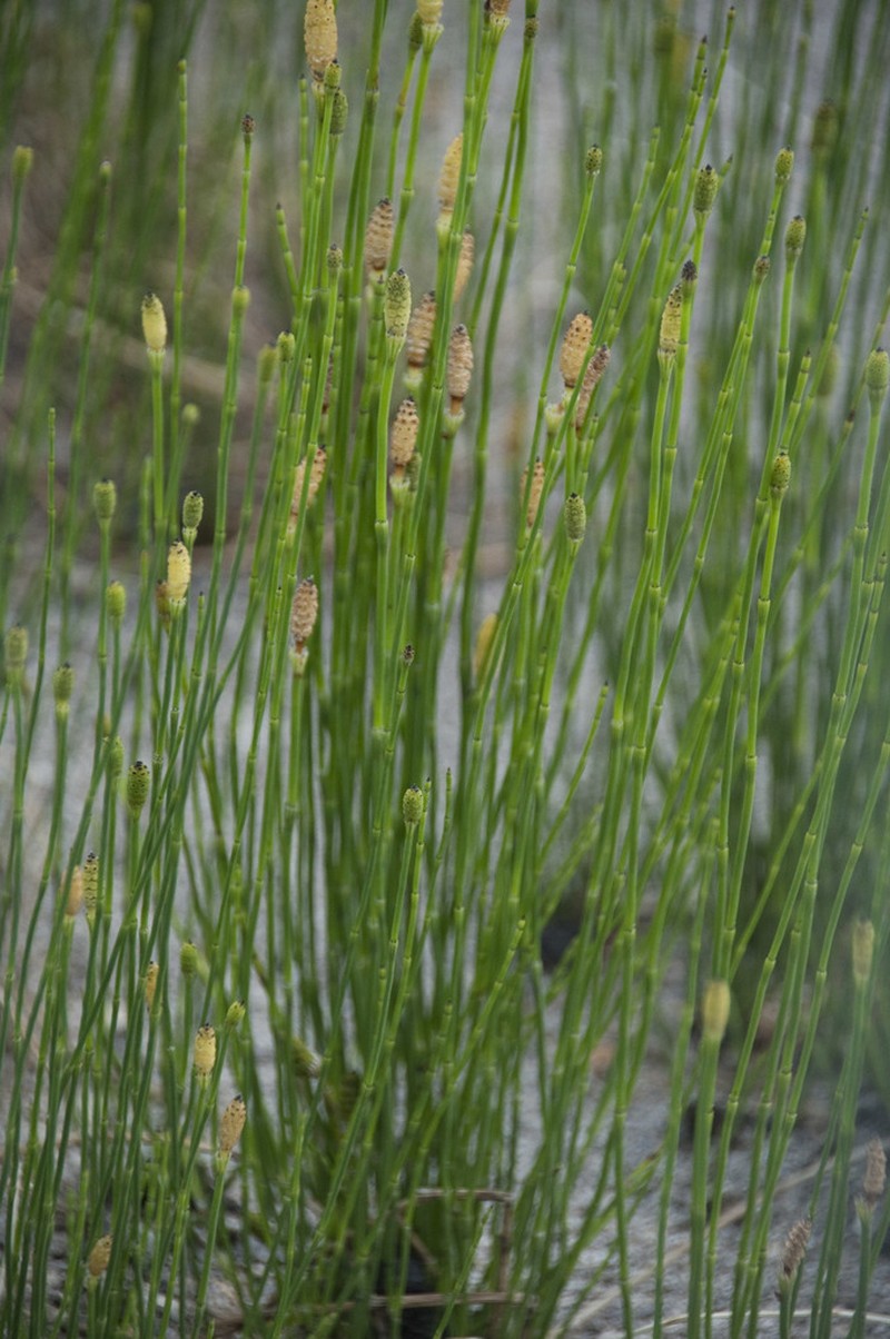 Branched Scouringrush photo 4