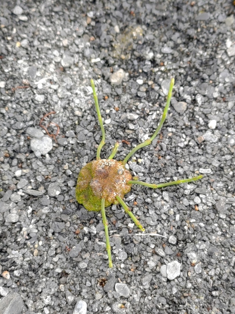 Branched Scouringrush photo 5
