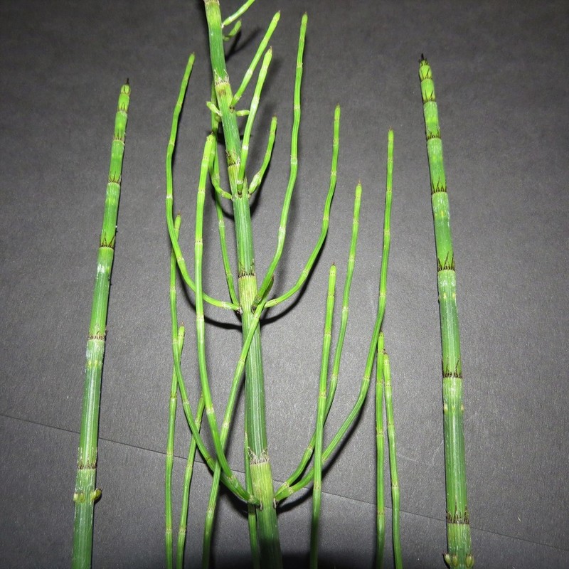 Branched Scouringrush photo 6