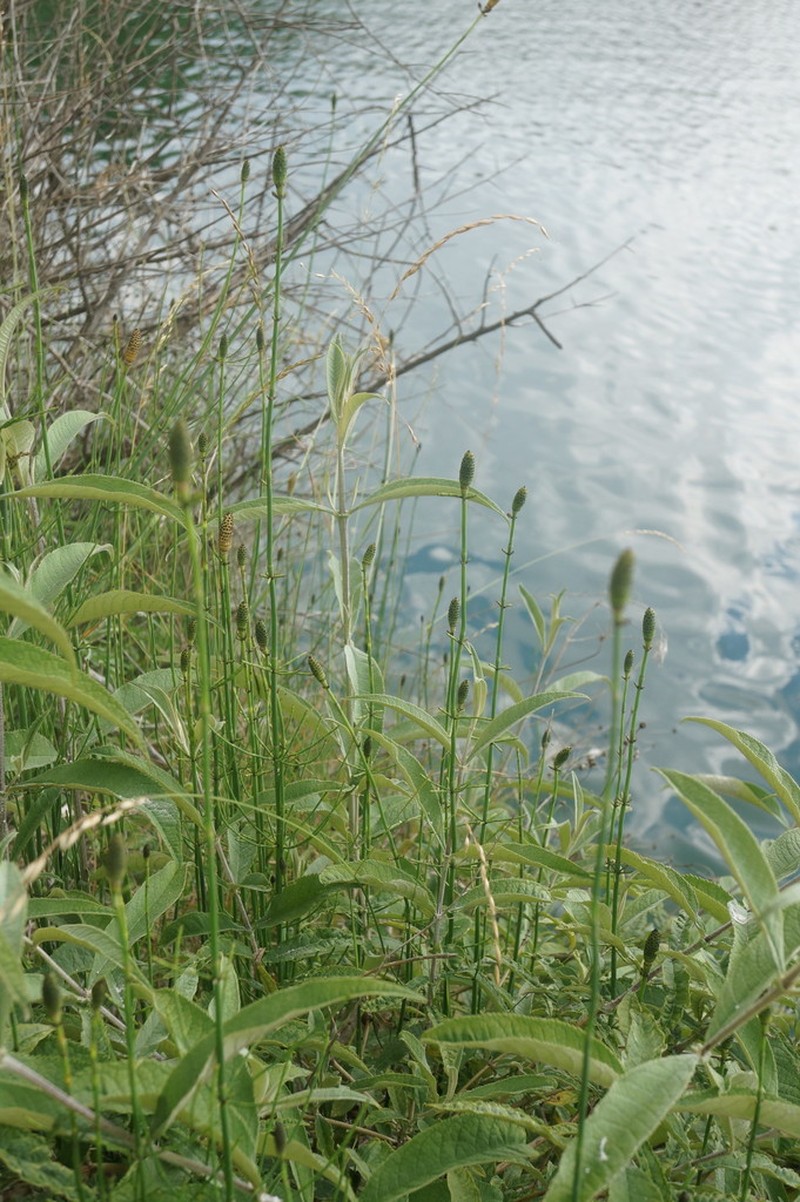 Branched Scouringrush photo 7