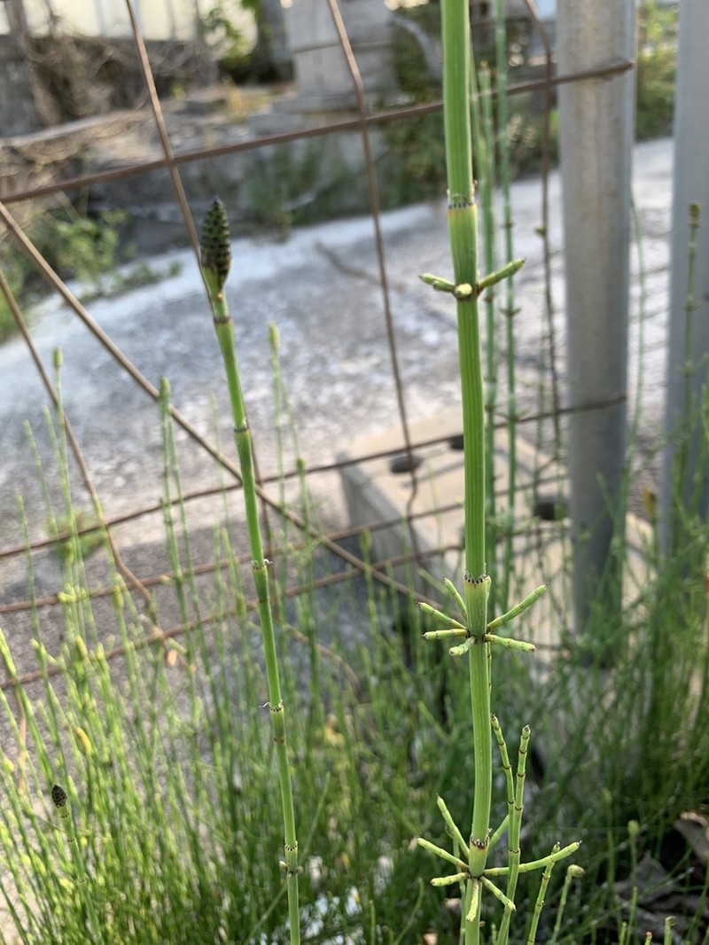 Branched Scouringrush photo 8