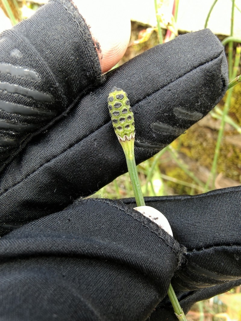 Equisetum ramosissimum var. huegelii