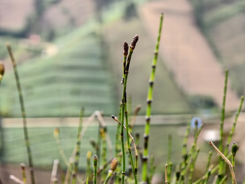 Equisetum ramosissimum var. huegelii photo 2