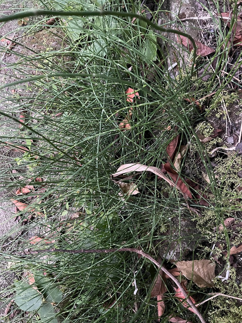 Equisetum ramosissimum var. huegelii photo 3