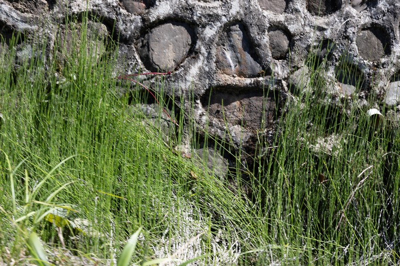 Equisetum ramosissimum var. huegelii photo 4