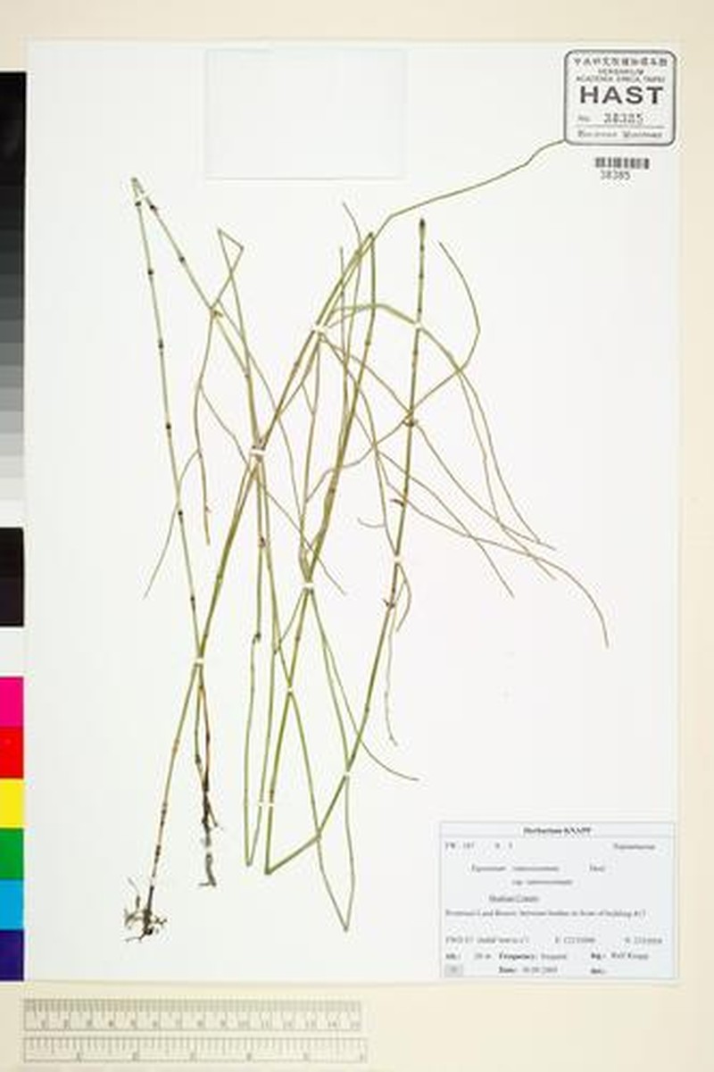 Equisetum ramosissimum var. ramosissimum