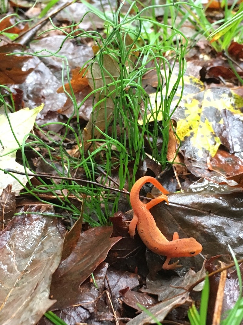 Dwarf Scouringrush