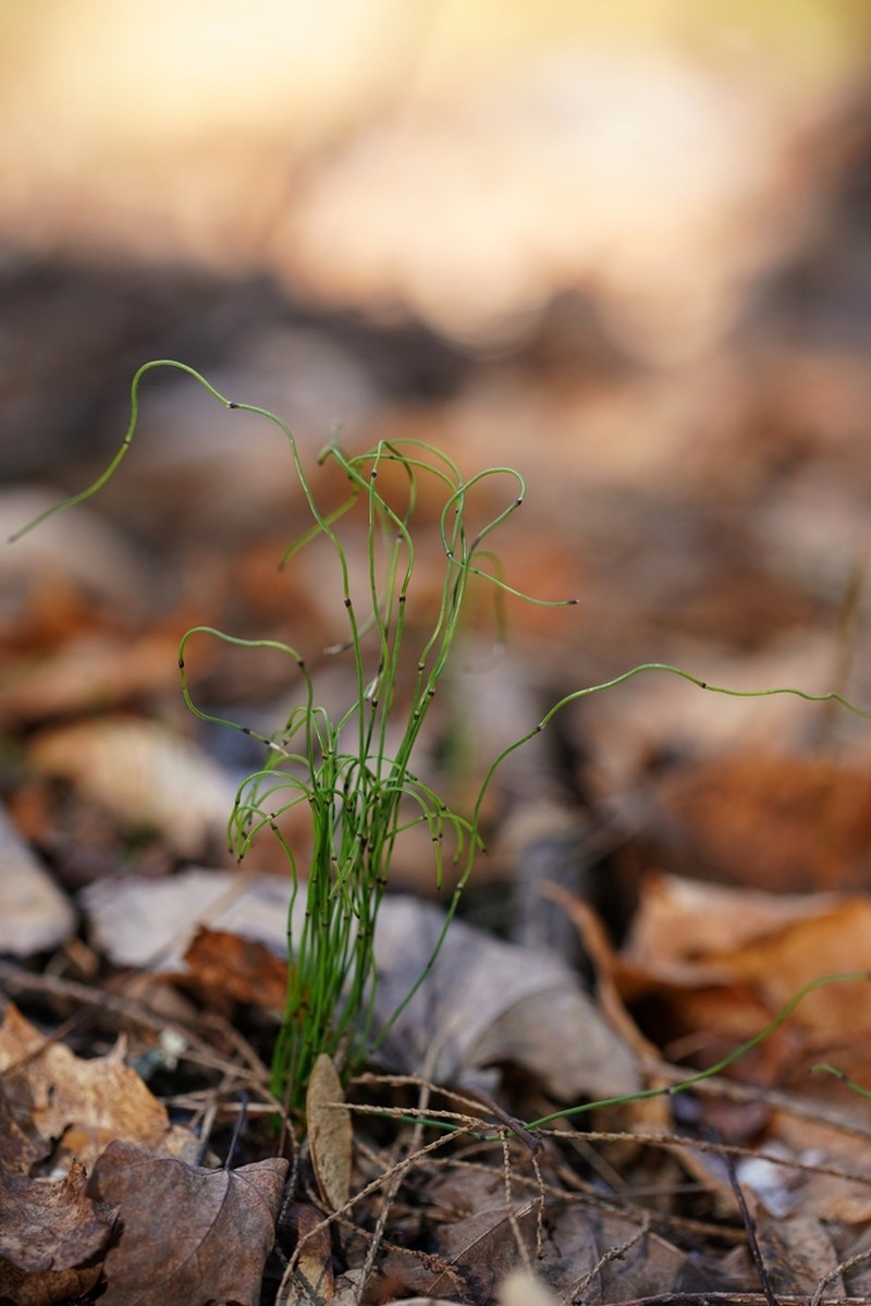 Dwarf Scouringrush photo 2