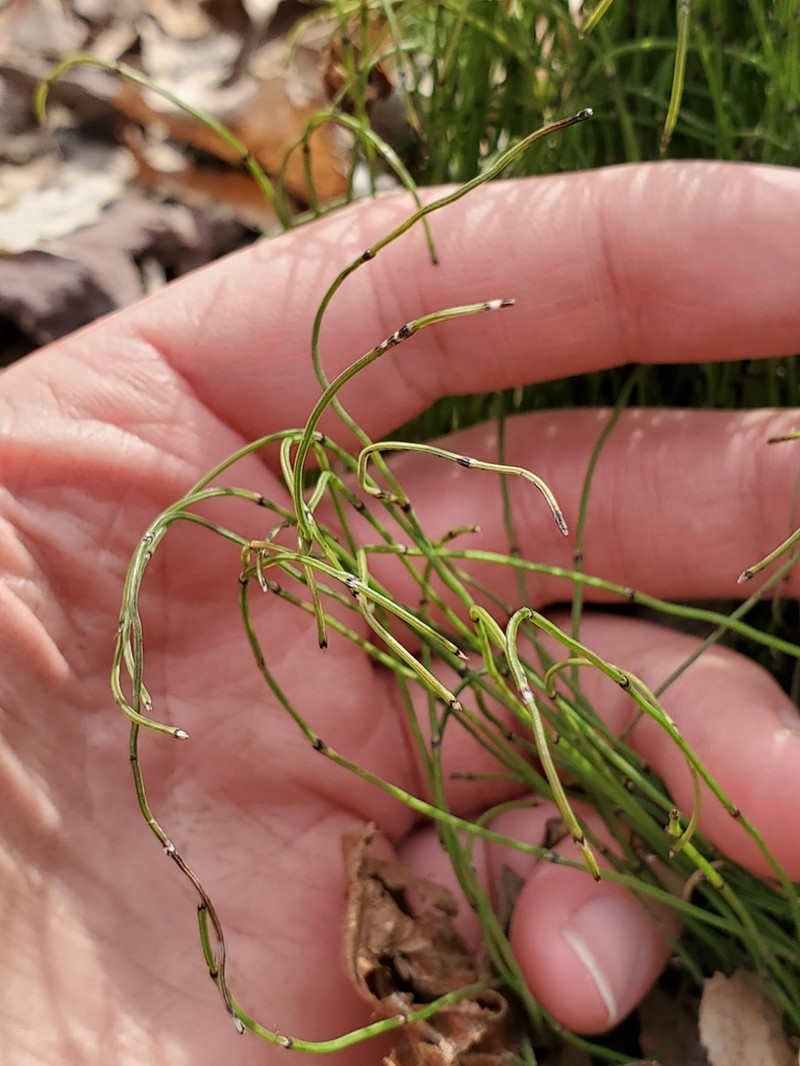 Dwarf Scouringrush photo 3