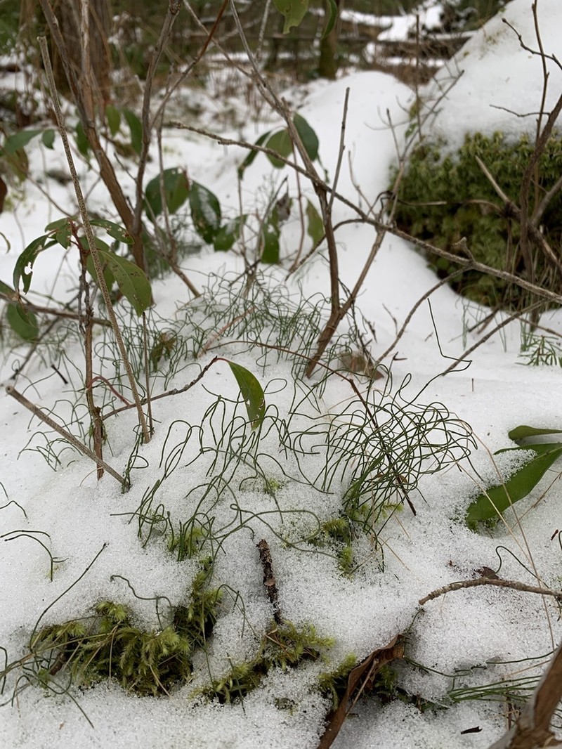 Dwarf Scouringrush photo 4
