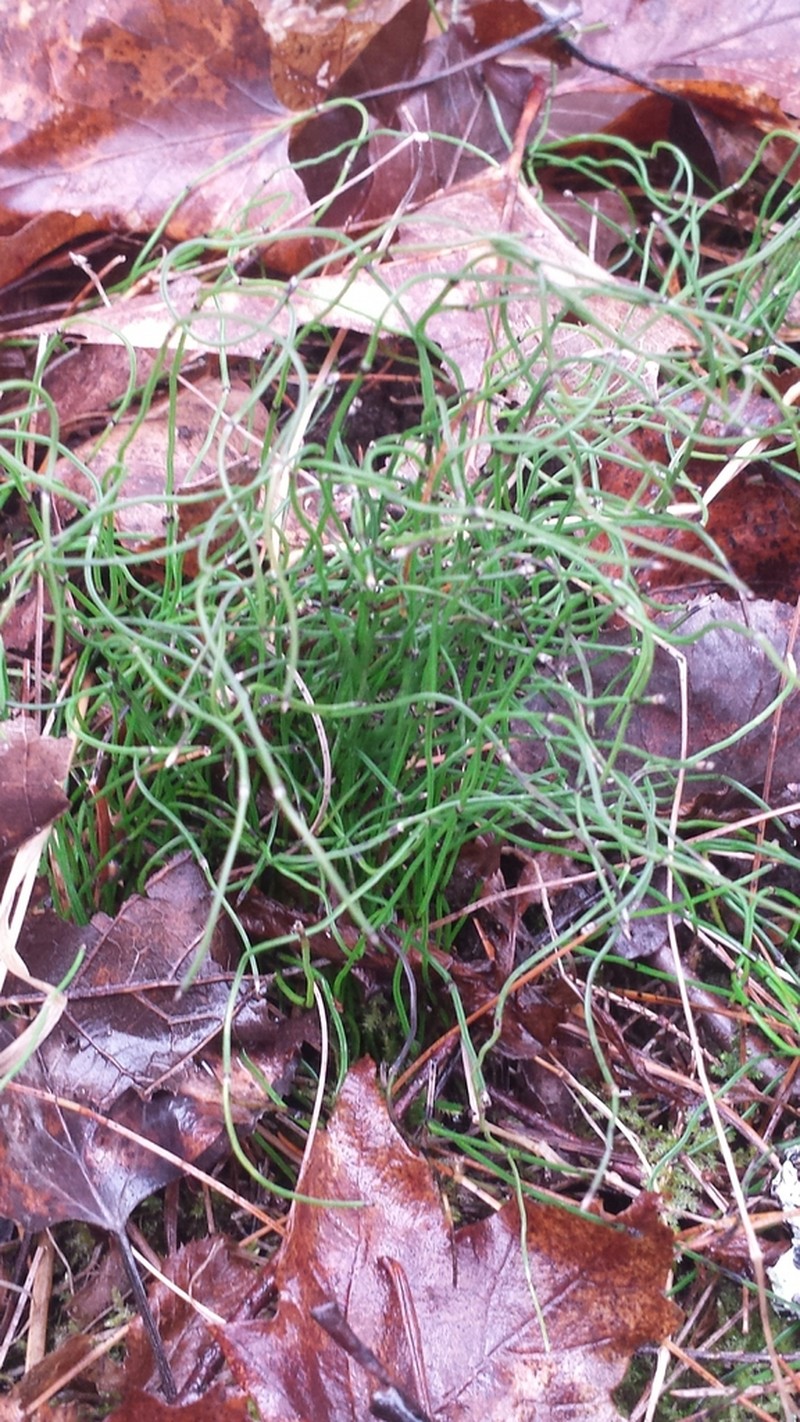 Dwarf Scouringrush photo 5