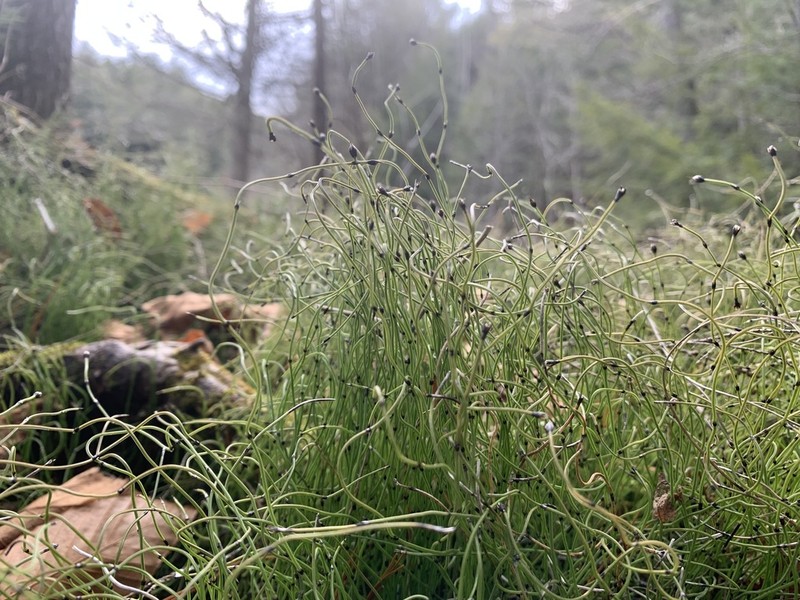 Dwarf Scouringrush photo 6