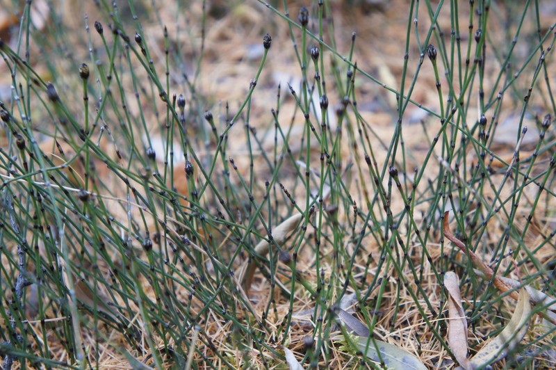 Dwarf Scouringrush photo 7