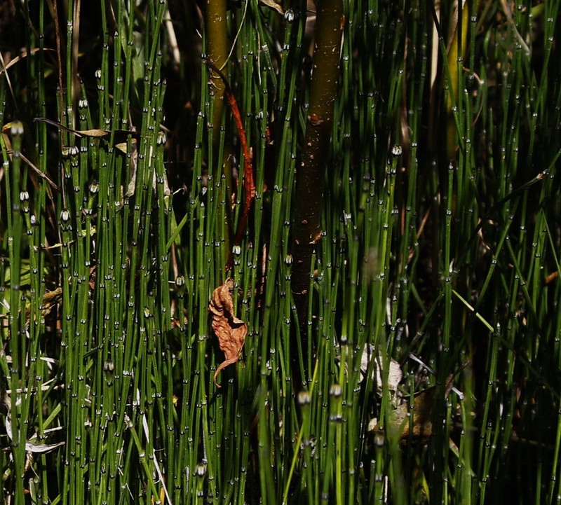 Dwarf Scouringrush photo 8
