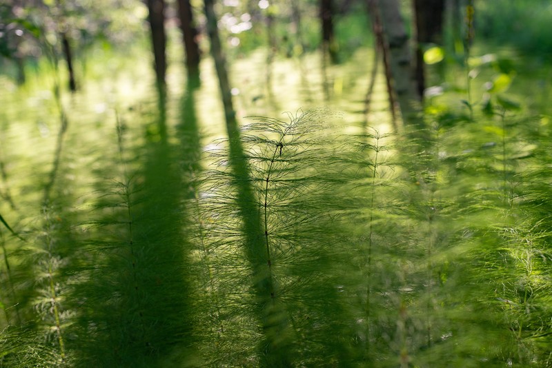 Woodland Horsetail