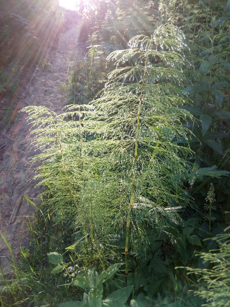 Woodland Horsetail photo 2